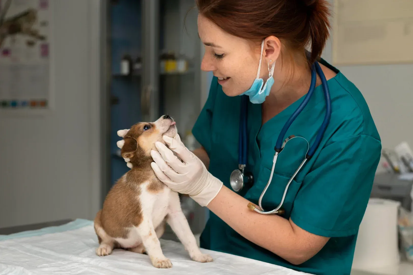 Pós graduação em veterinária EaD