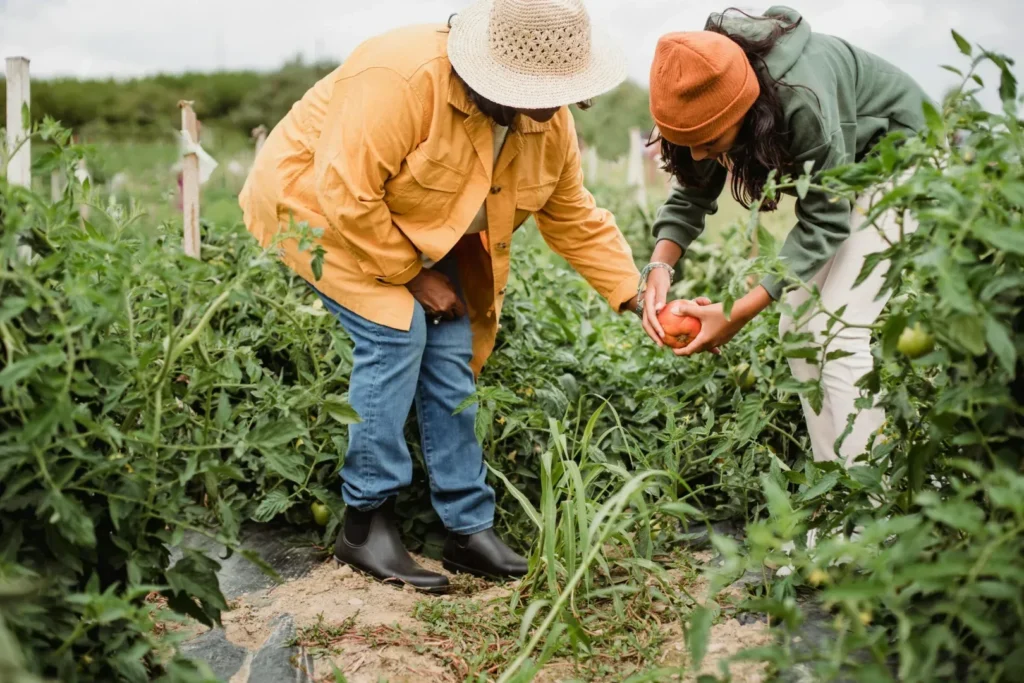 pós graduação em agronomia|pós graduação e mercado de trabalho